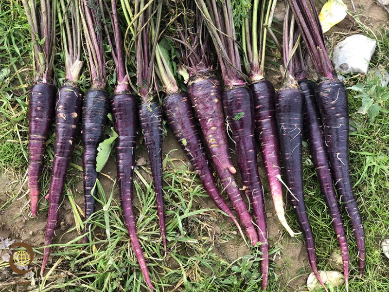 deep-purple-f1